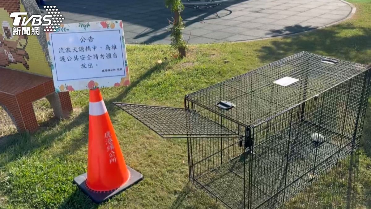 公所認為誘捕比追捕更有效率，因此選擇放置誘捕籠進行捕捉。(圖／TVBS)