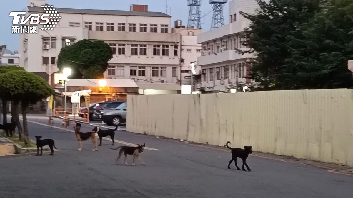 鹿港鎮公所又捕狗狗。（圖／翻攝臉書我愛鹿港小鎮~2）