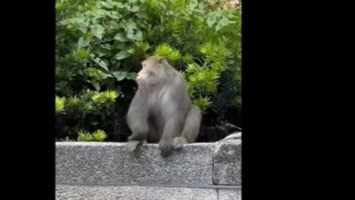 內科上班時間,驚見肥美野生猴逛大街。(圖/民眾提供)