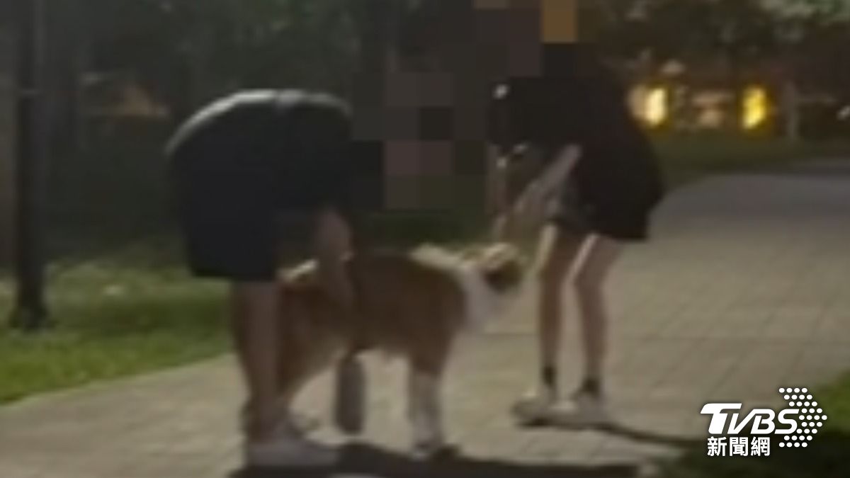 控情侶未牽繩,邊境牧羊犬突飛撲,害孕婦慘摔。(圖/TVBS)