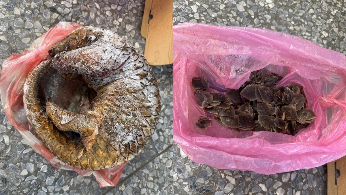 新竹縣流浪動物珍愛協會接獲，有越南移工在販賣穿山甲。（圖／朱健銘提供）