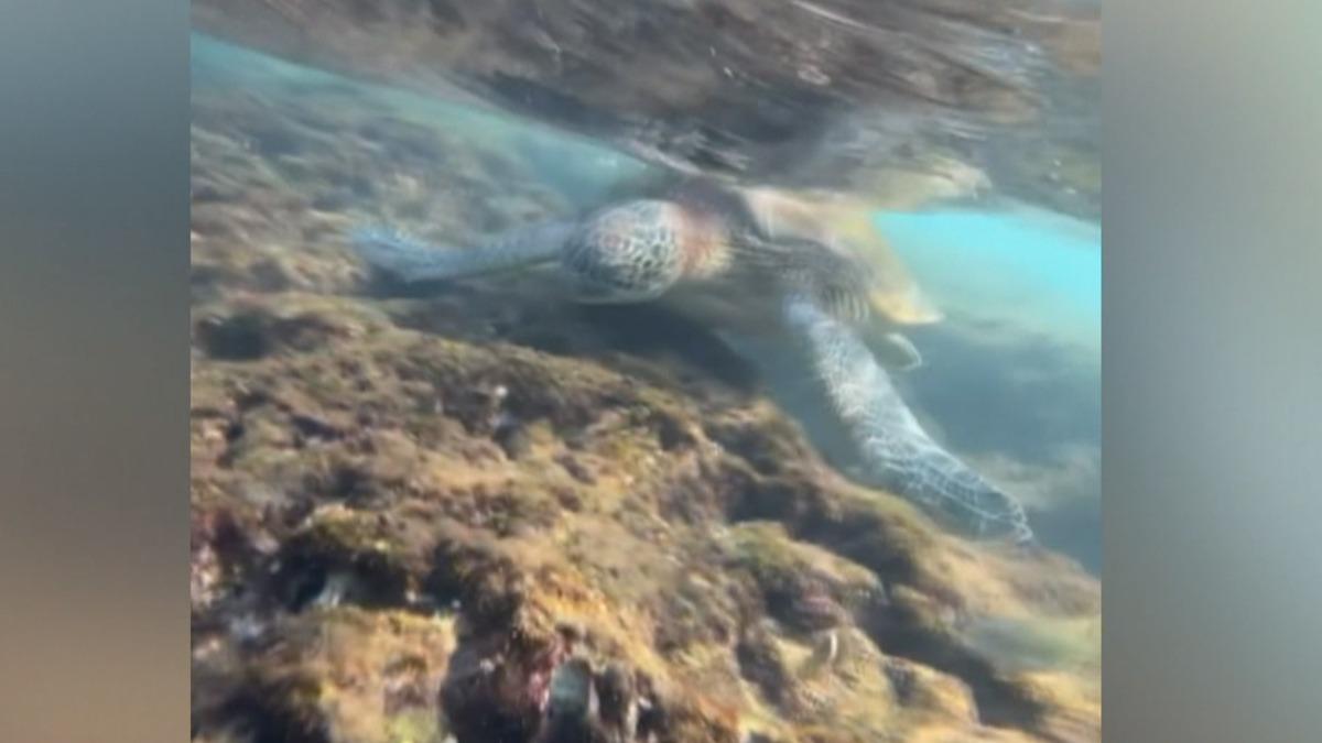 近日一名遊客浮潛時遇海龜靠近,因擔憂觸犯野生動物保育法而被罰款30萬元,嚇得連忙後退。(畫面提供:「歐立德超帥」)