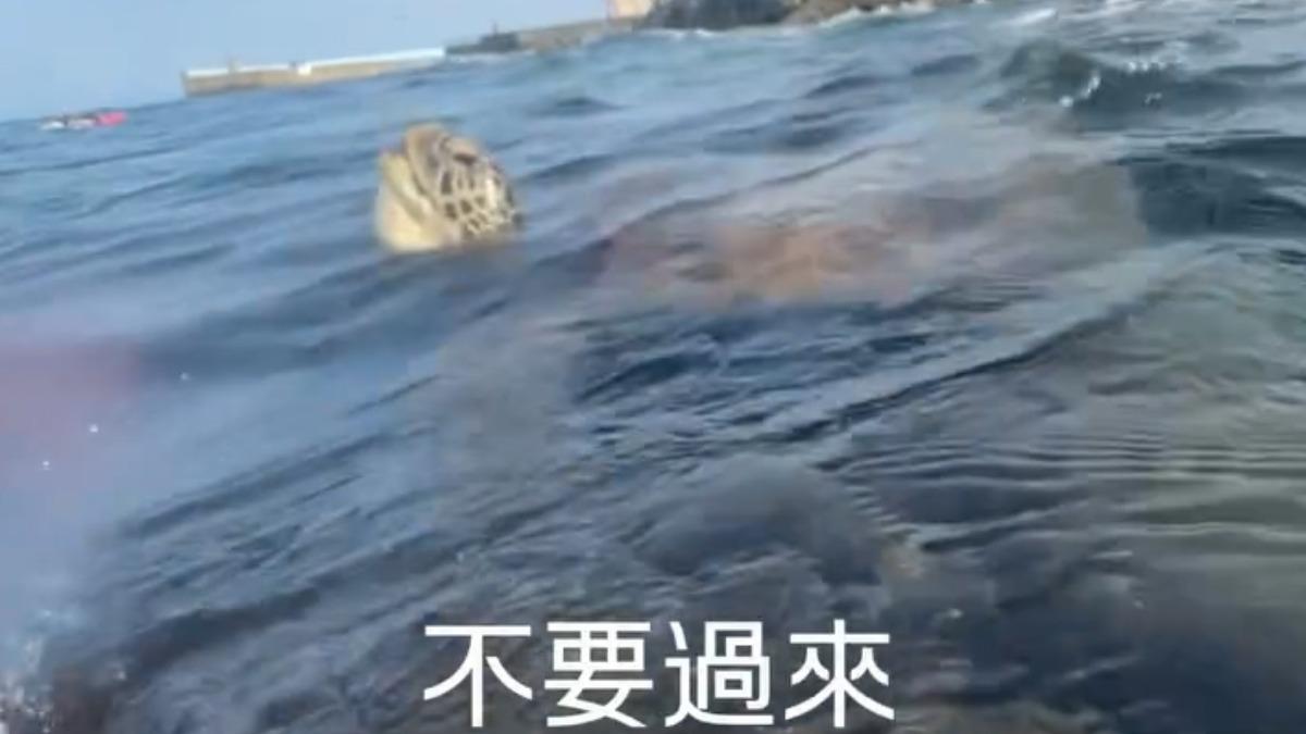 遊客浮潛時遇海龜靠近,因擔憂觸犯野生動物保育法而被罰款30萬元,嚇得連忙後退。(畫面提供:「歐立德超帥」)