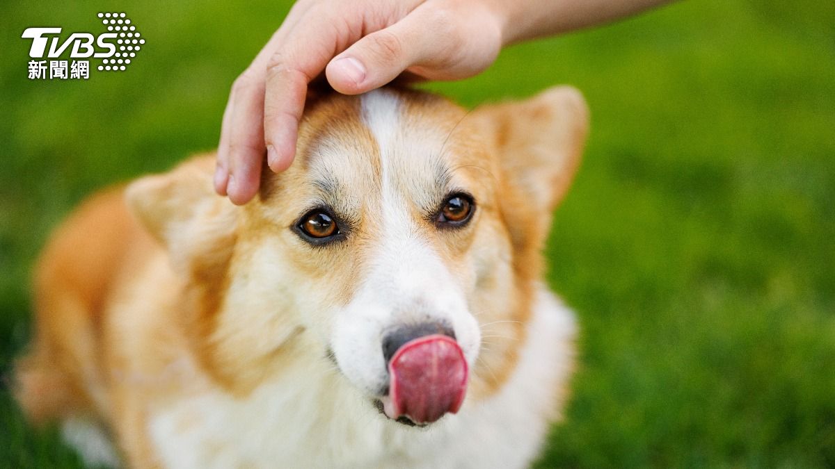 飼主注意!毛孩糞便「5顏色」會說話 動保處揭觀察小撇步