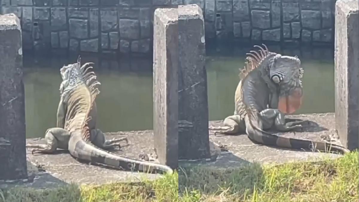 「原始級巨獸」現蹤台南大排!全網嚇傻:變異了 震撼畫面曝