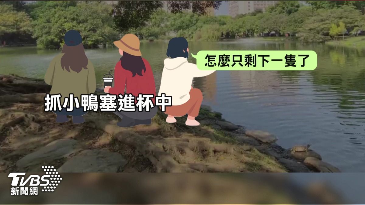 中興大學小鴨被擄走!目擊者:3女「直接塞杯子」帶離現場。(圖/TVBS)