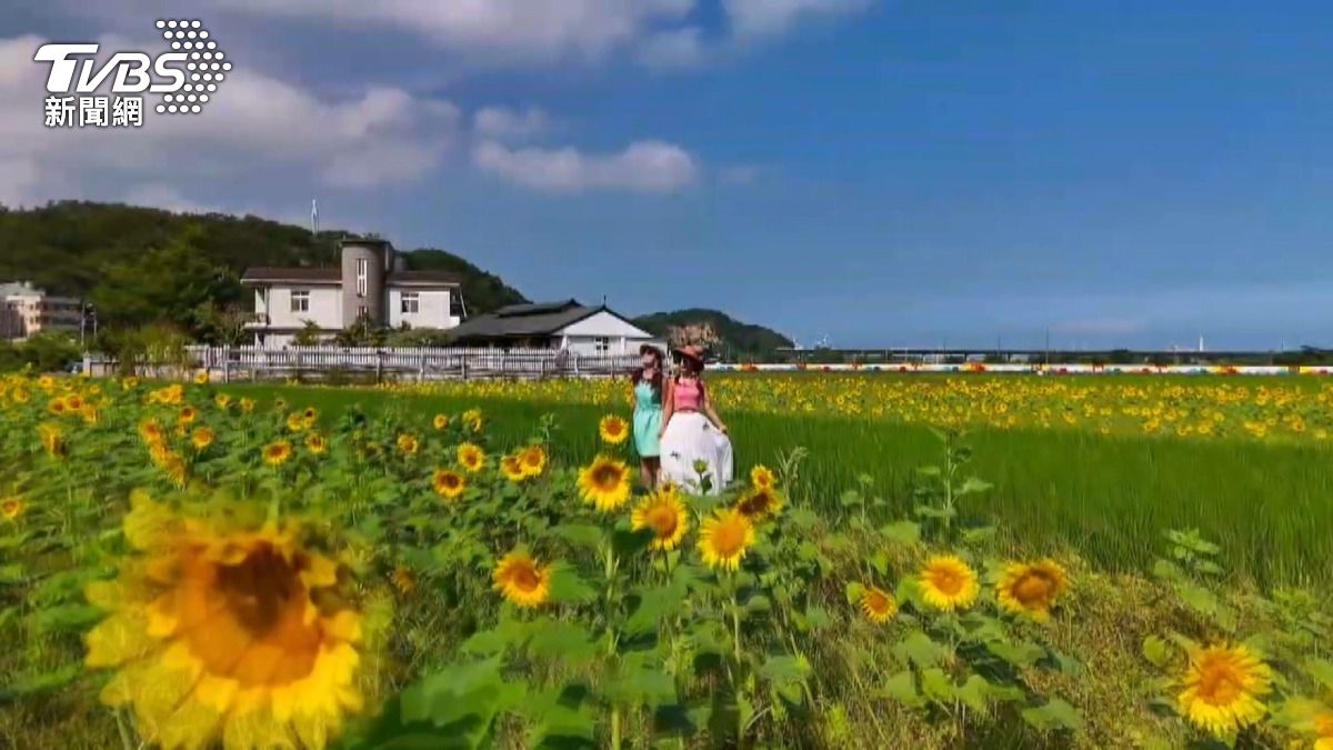 苗栗談文村花海爆紅 遊客驚呼一秒到歐洲。(圖/空拍提供飛翔蒲公英)