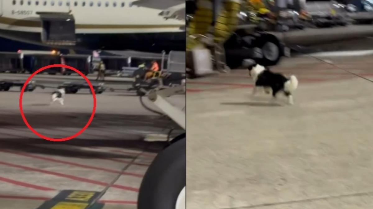 想牧飛機?邊牧犬破籠逃脫「停機坪狂奔」 桃機地勤猛追抓不到