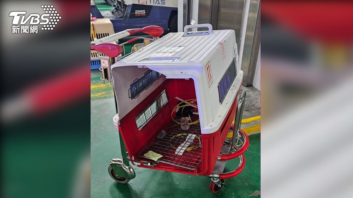 想自由?桃機停機坪驚見牧羊犬狂奔 真相曝「犬隻躁動衝破籠」