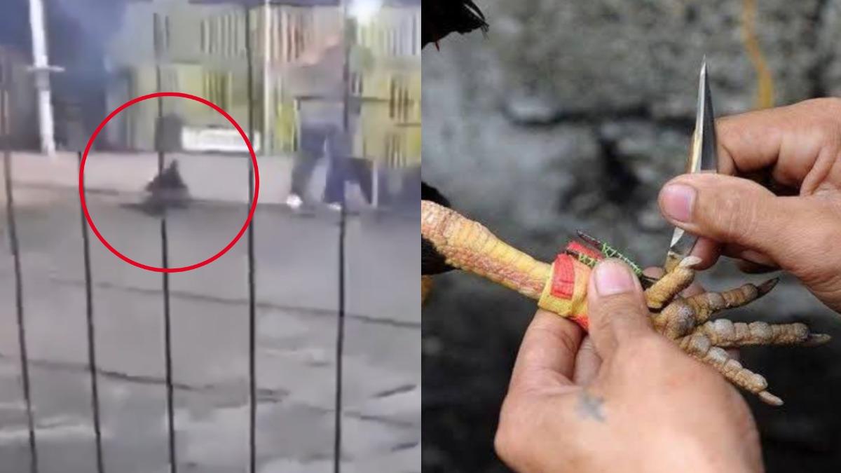 鬥雞腳綁刀片攻擊!飼主下體遭刺「血流如注」 送醫搶救不治