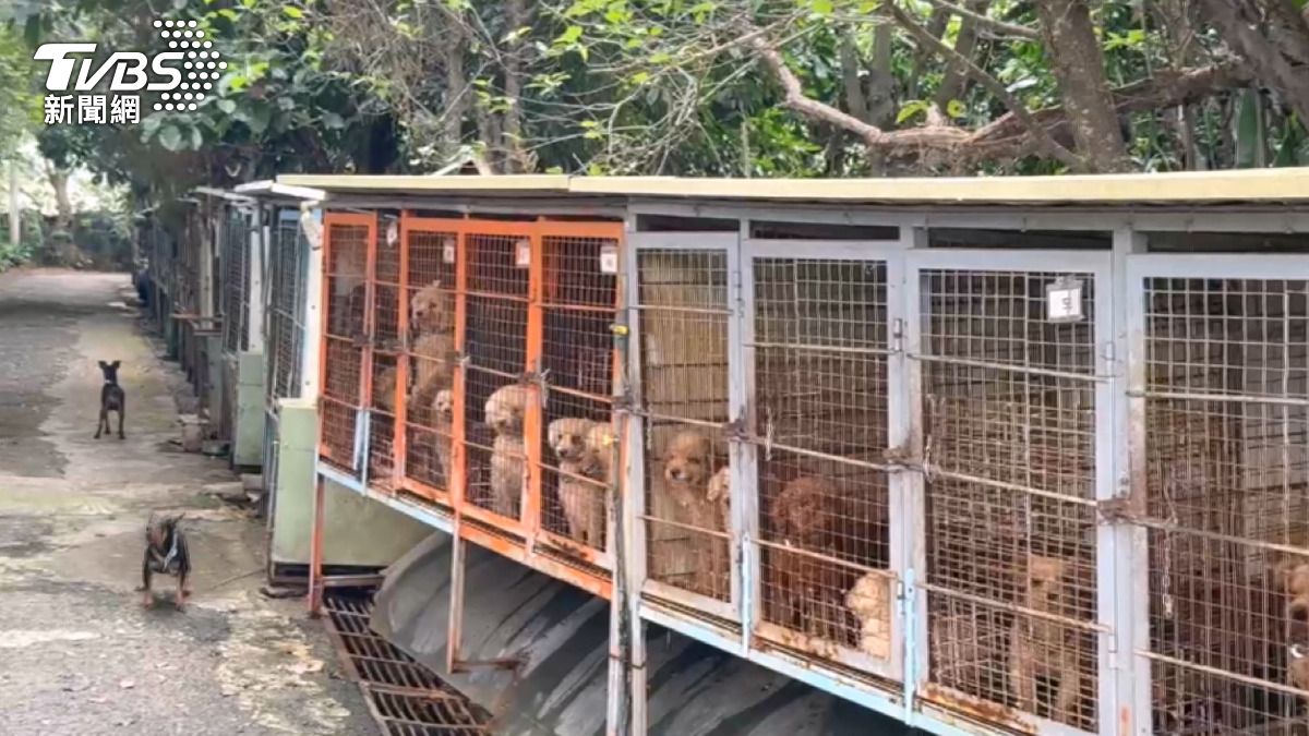 苗栗立案犬舍3百多隻名犬「被割聲帶」 狗張口無聲求救 犬舍老闆是獸醫。(圖/TVBS)