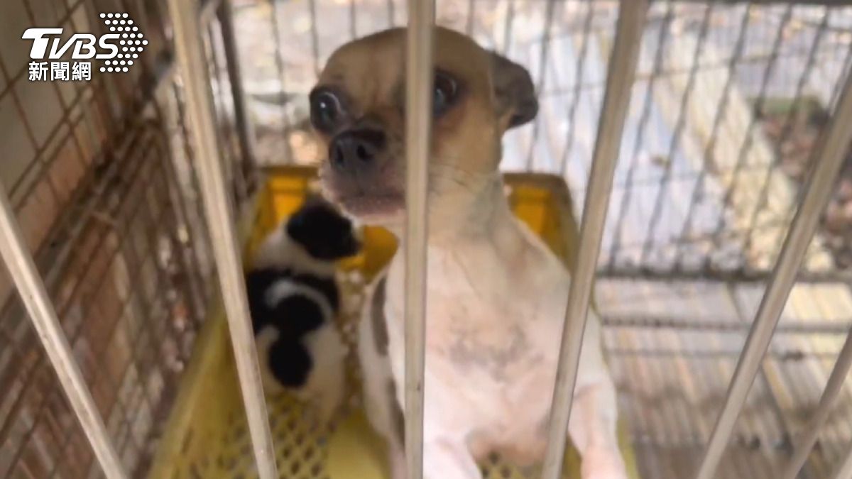 獸醫經營犬舍 上百隻品種犬遭關籠割聲帶 。(圖/TVBS)