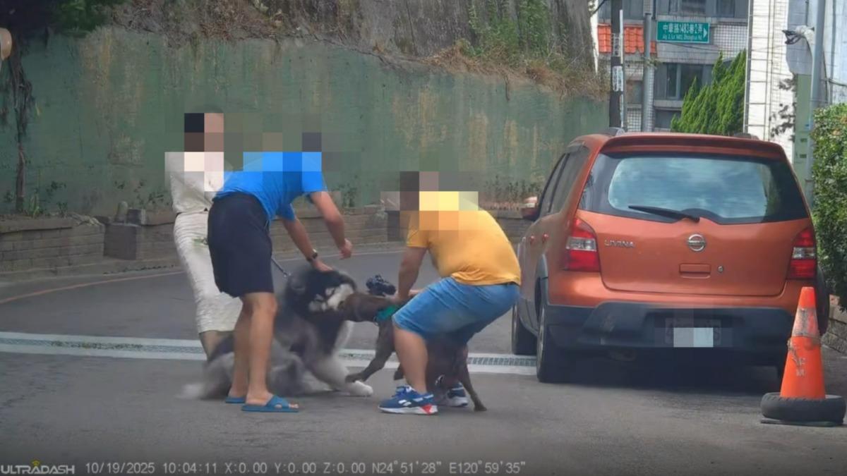 又是比特犬攻擊撕咬！模特兒愛犬「10公分傷口」濺血　飼主慘了