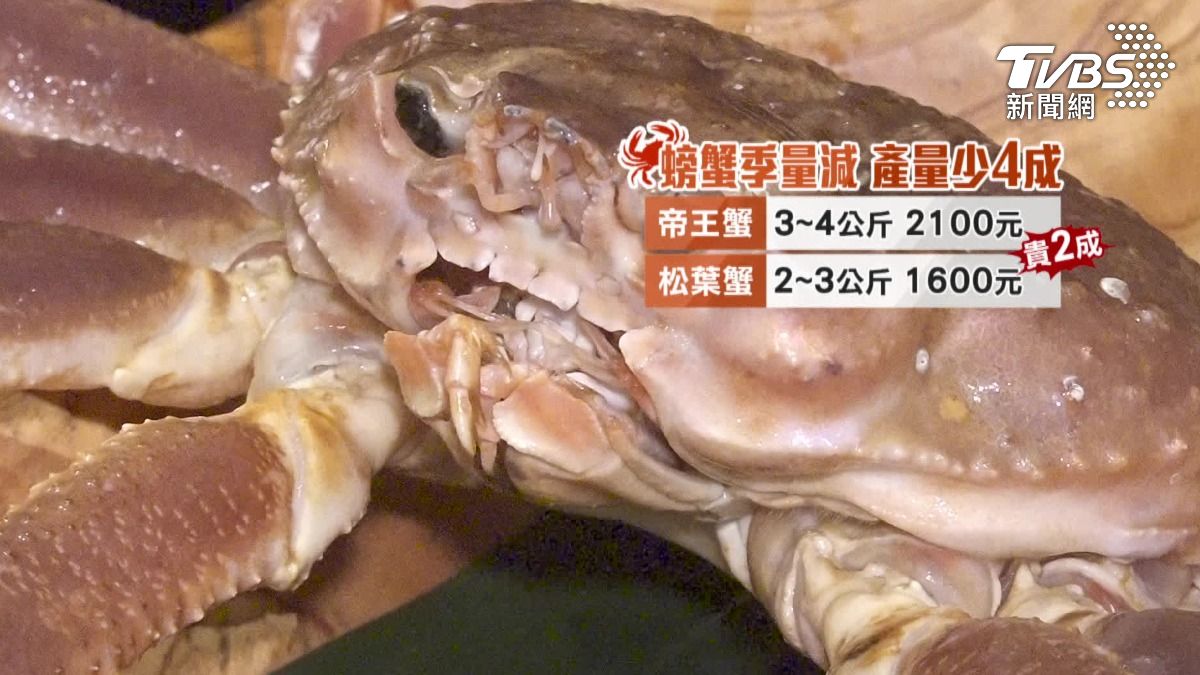秋季產量少4成!帝王、松葉蟹貴2成、毛蟹漲3成。(圖/TVBS)