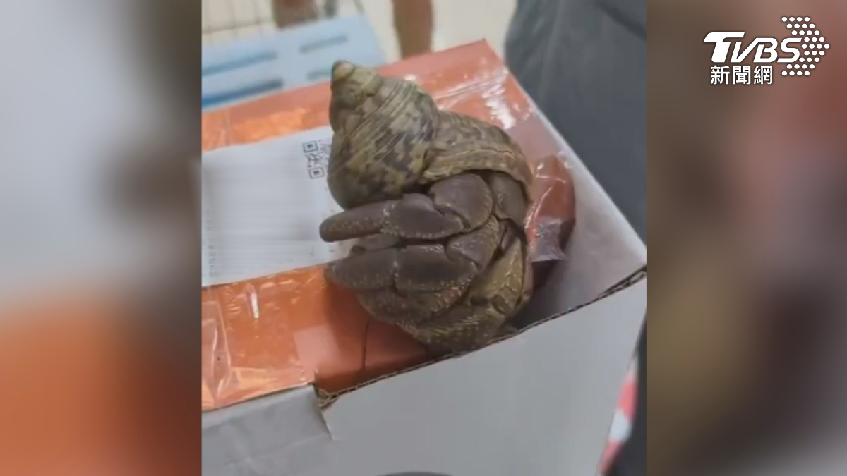 綠島超商發現遊客寄送的包裹，居然發出怪聲，不久後還跑出一隻寄居蟹（圖／翻攝Threads_xdddiving）