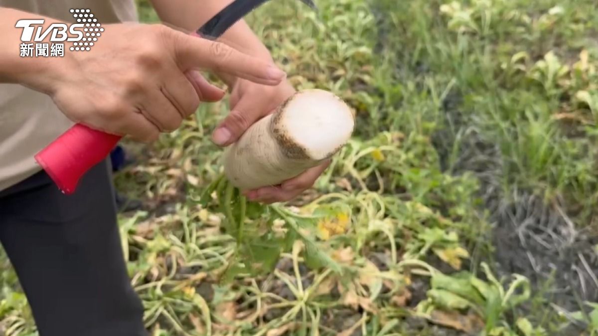 9成以上的蘿蔔就被淹死,整片蘿蔔田慘變成「泡菜田」 。(圖/TVBS)