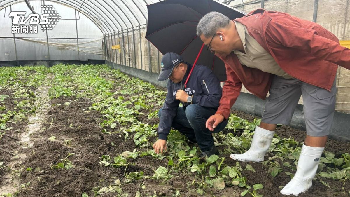 豪雨轟炸北台灣!桃園「葉菜類全泡湯」 損失逾百萬