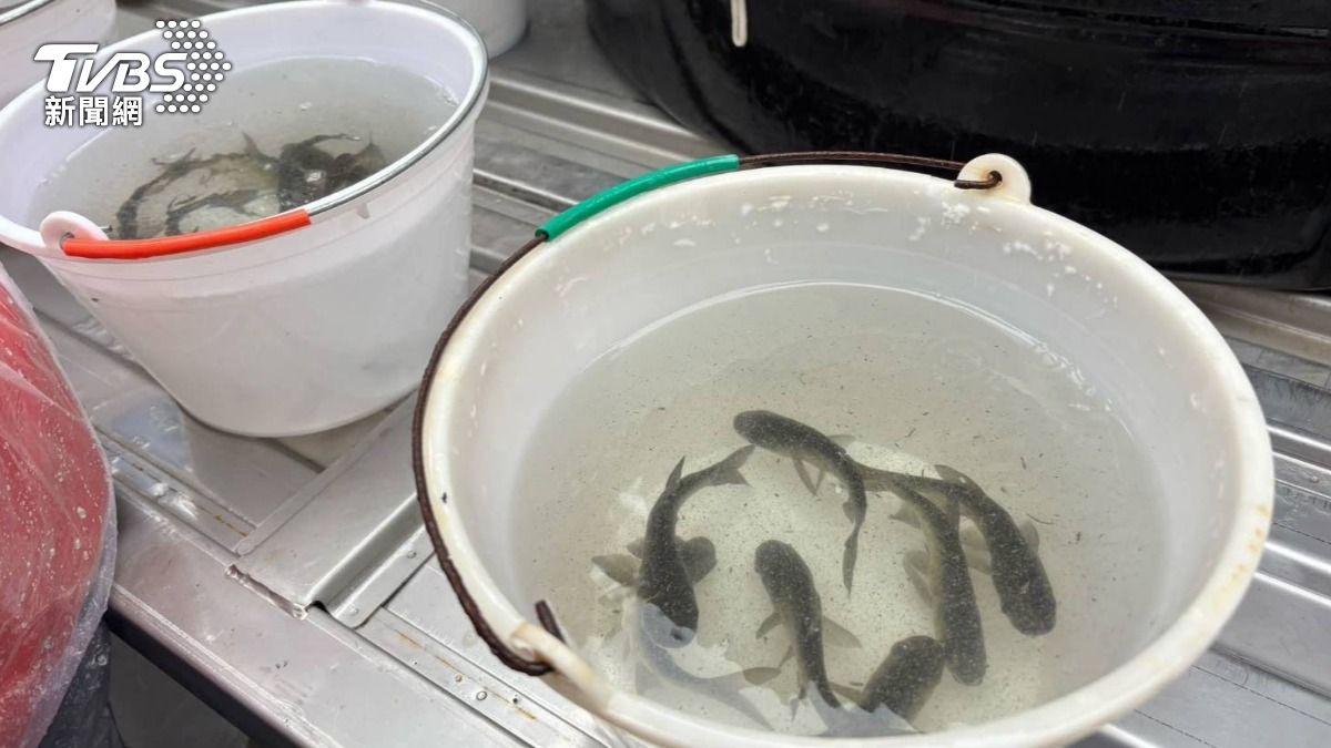 魚苗放生顧生態兼創千萬價值。（圖／桃園市農業局）