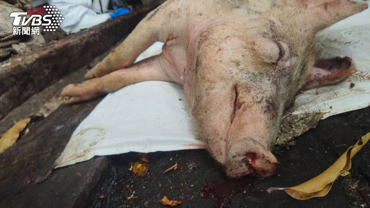 非洲豬瘟病毒哪來?陳駿季:「攜肉品入境成廚餘」又回到養豬場