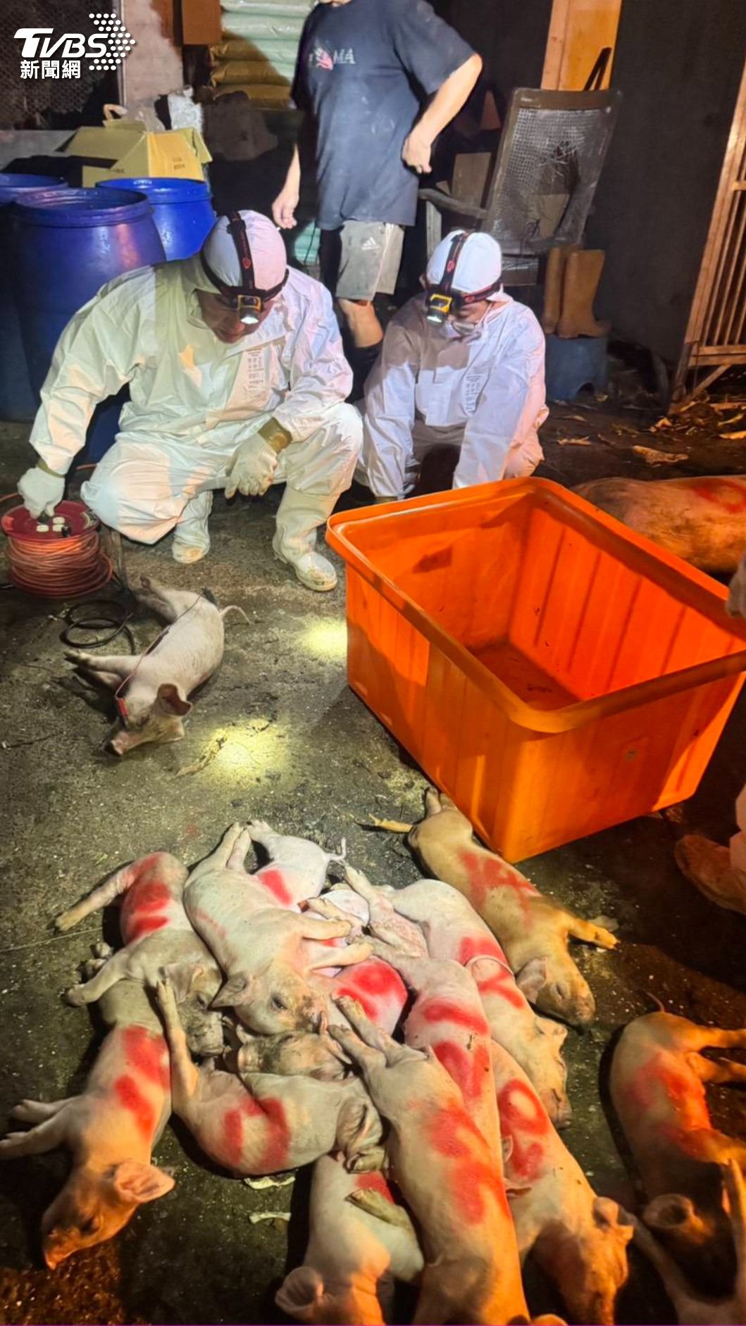 截至10月20日,養豬場已有117頭豬隻死亡。(圖/農業部提供)