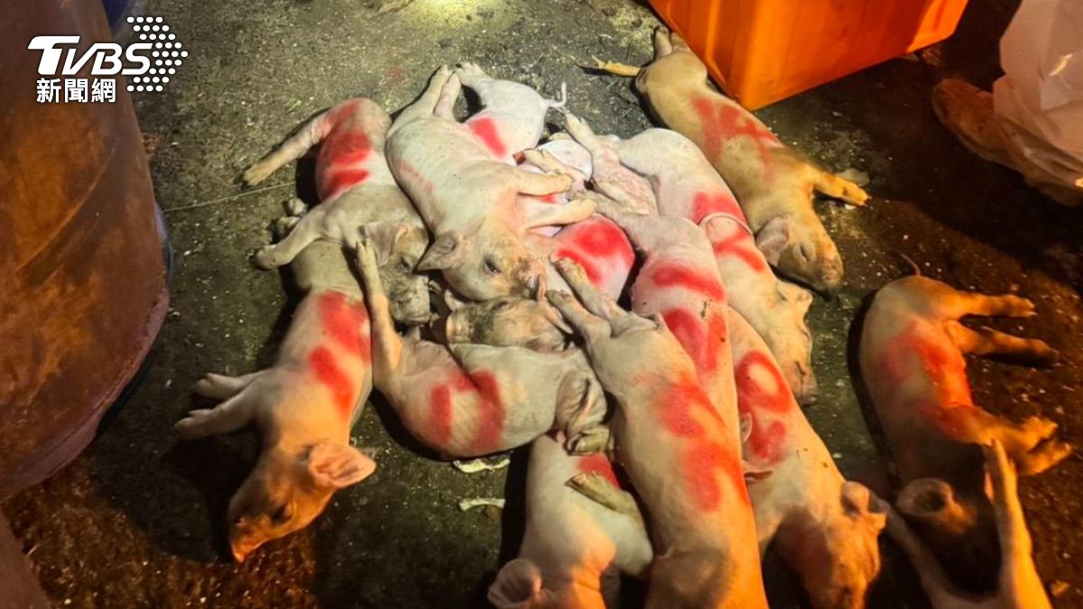 非洲豬瘟病毒不會傳染人!「冷凍、冷藏肉中可活超過百天」超難殺