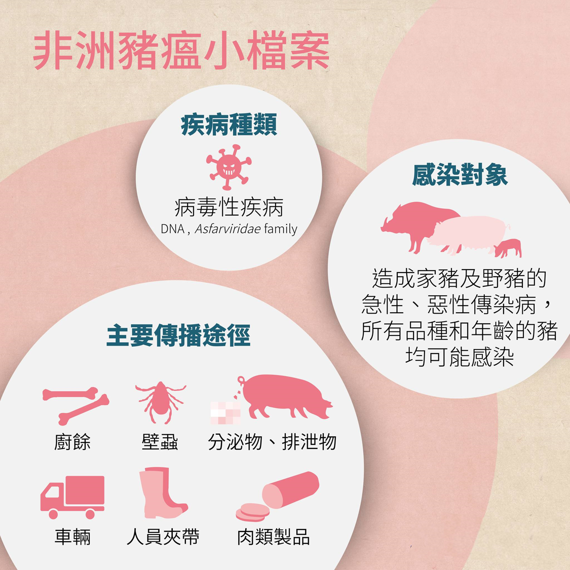 非洲豬瘟-非洲豬瘟疫區-非洲豬瘟現況-非洲豬瘟吃了會怎樣-非洲豬瘟台灣-非洲豬瘟懶人包-非洲豬瘟病毒