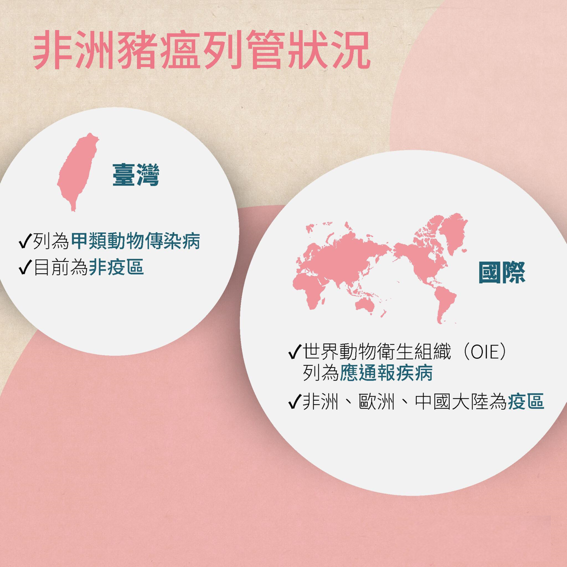 非洲豬瘟-非洲豬瘟疫區-非洲豬瘟現況-非洲豬瘟吃了會怎樣-非洲豬瘟台灣-非洲豬瘟懶人包-非洲豬瘟病毒