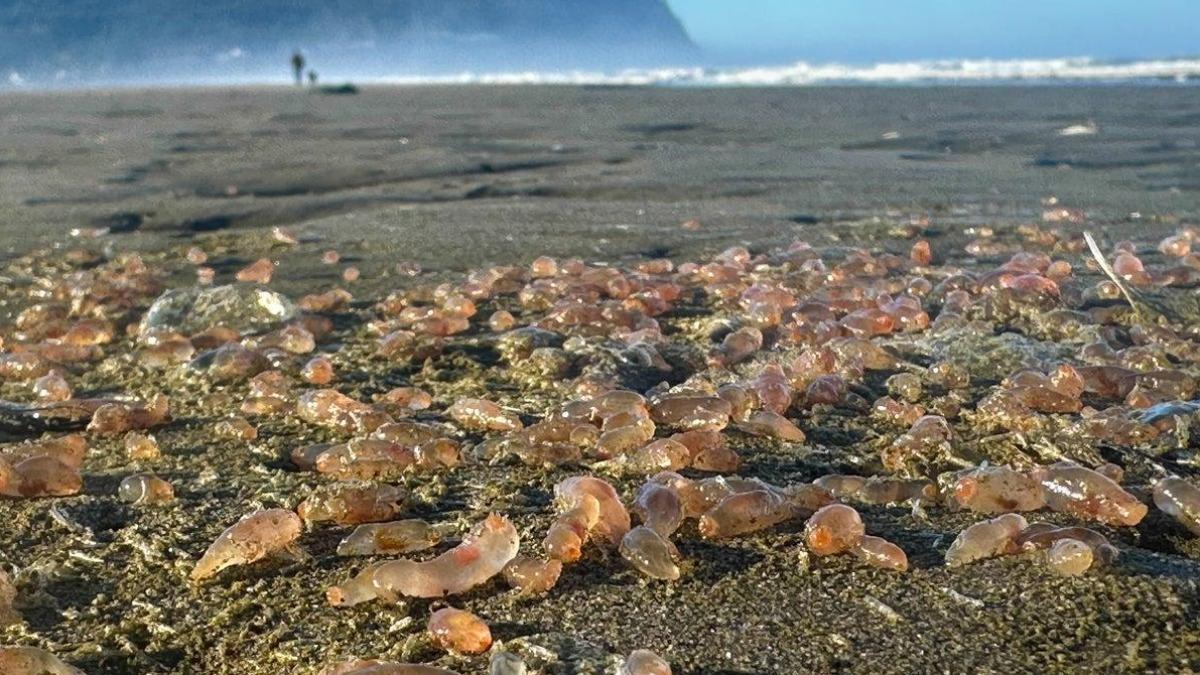 數千隻「粉紅凝膠狀生物」沖上美國海灘! 專家一看驚呼超罕見