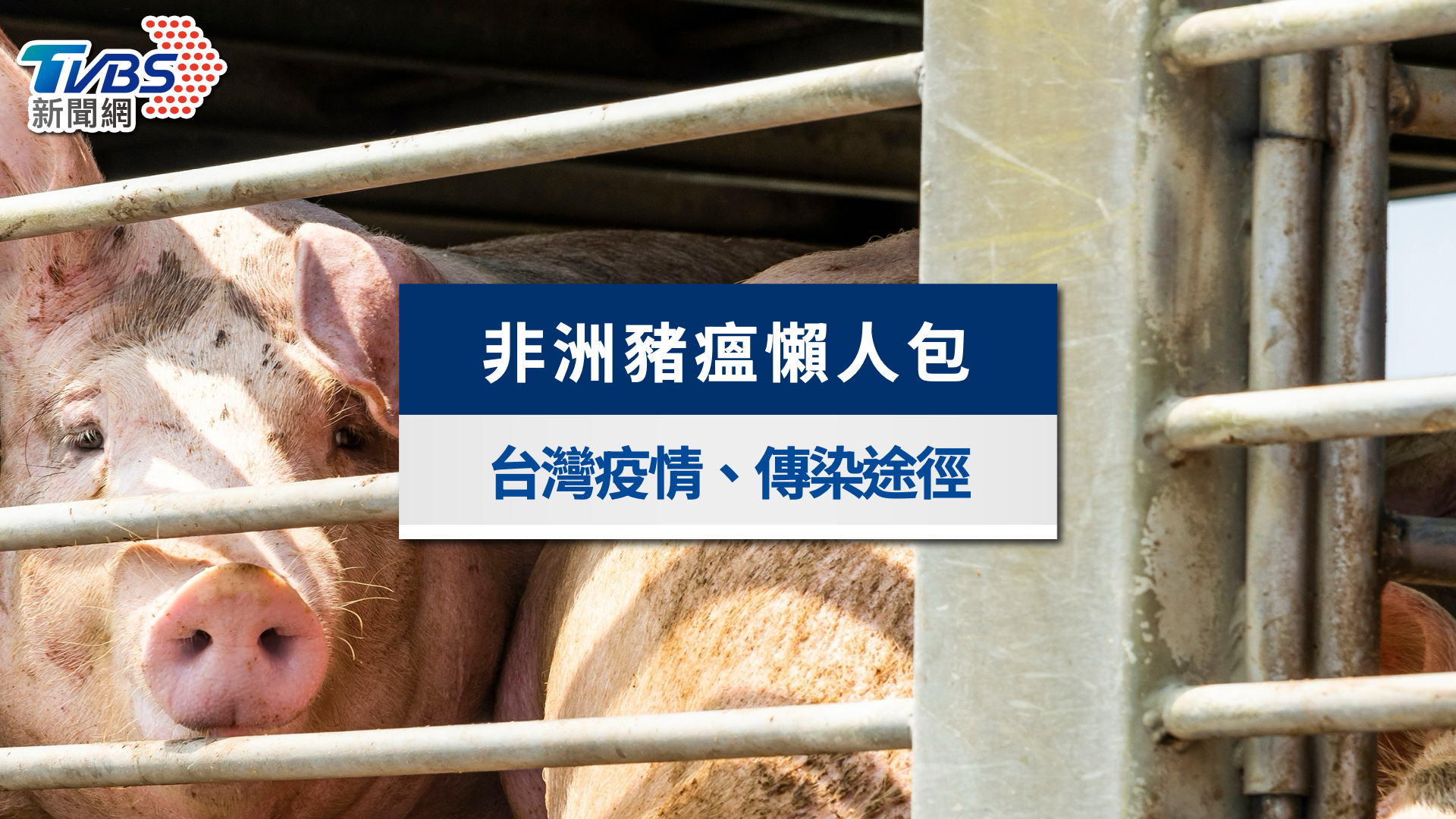 非洲豬瘟懶人包》吃了會怎樣?會傳染人嗎?台灣疫情現況不斷更新