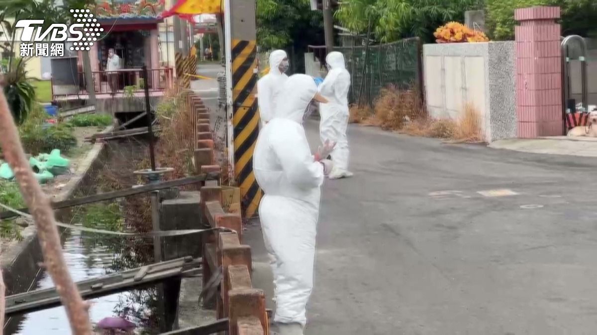 台中養豬場驗出非洲豬瘟!逾百頭豬隻慘死,緊急撲殺封鎖3公里。(圖/TVBS)