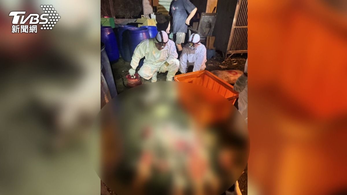 台中養豬場爆非洲豬瘟,累計死亡117頭豬,撲殺195頭。(圖/TVBS)