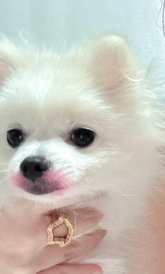朴春的狗狗被塗滿口紅。(圖/翻攝自韓網)