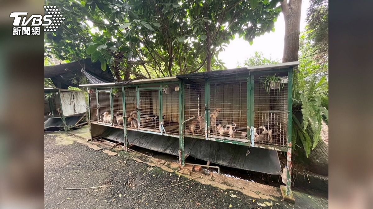 獸醫割除上百隻狗聲帶 苗栗重罰480萬。(圖/TVBS)