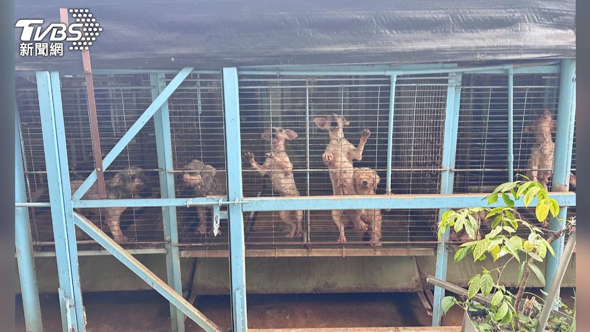 獸醫竟是虐狗兇手!290隻犬「聲帶被割」 苗栗府祭重罰480萬。(圖/TVBS)