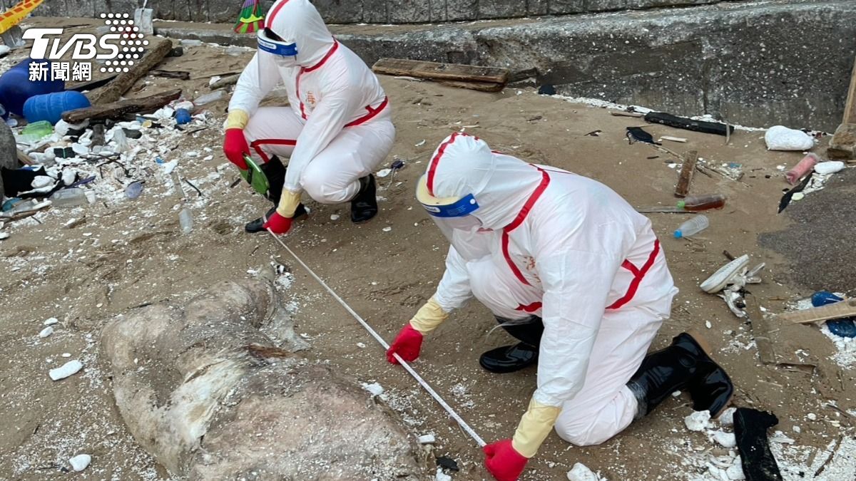 馬祖北竿驚見「海漂豬」! 防疫單位火速啟動非洲豬瘟戒備