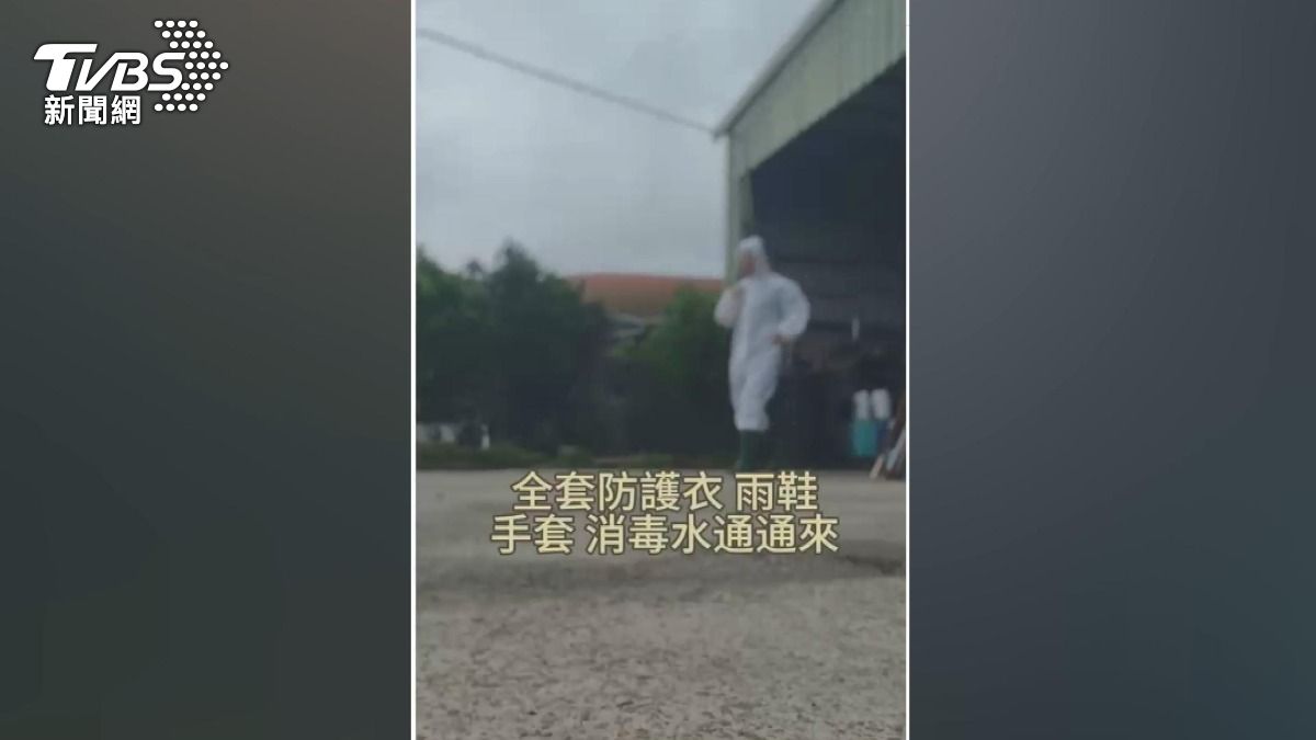 非洲豬瘟40場關聯場全陰性!豬肉公主落淚 穿防護衣顧豬。(圖/TVBS)