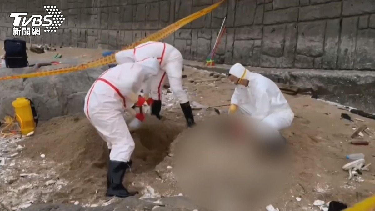馬祖驚見染疫豬屍海上漂！疑「對岸」來的，台中40關聯場陰性。(圖／TVBS)