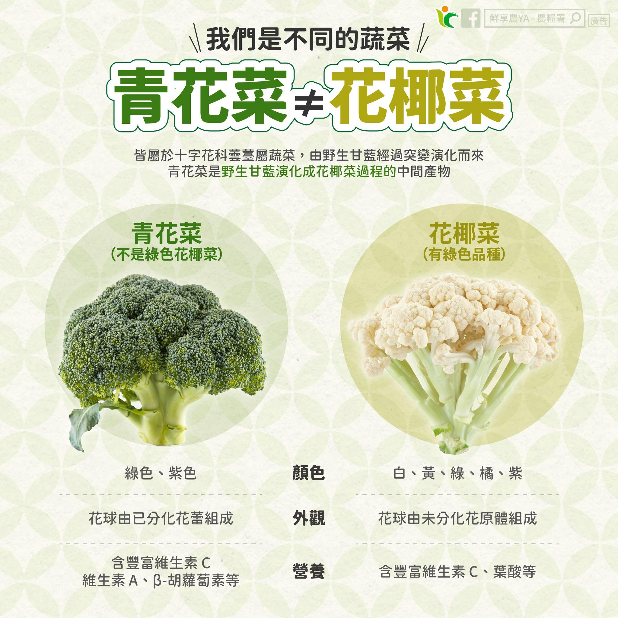 青花菜、花椰菜營養成分大不同。(圖/翻攝自農糧署臉書)