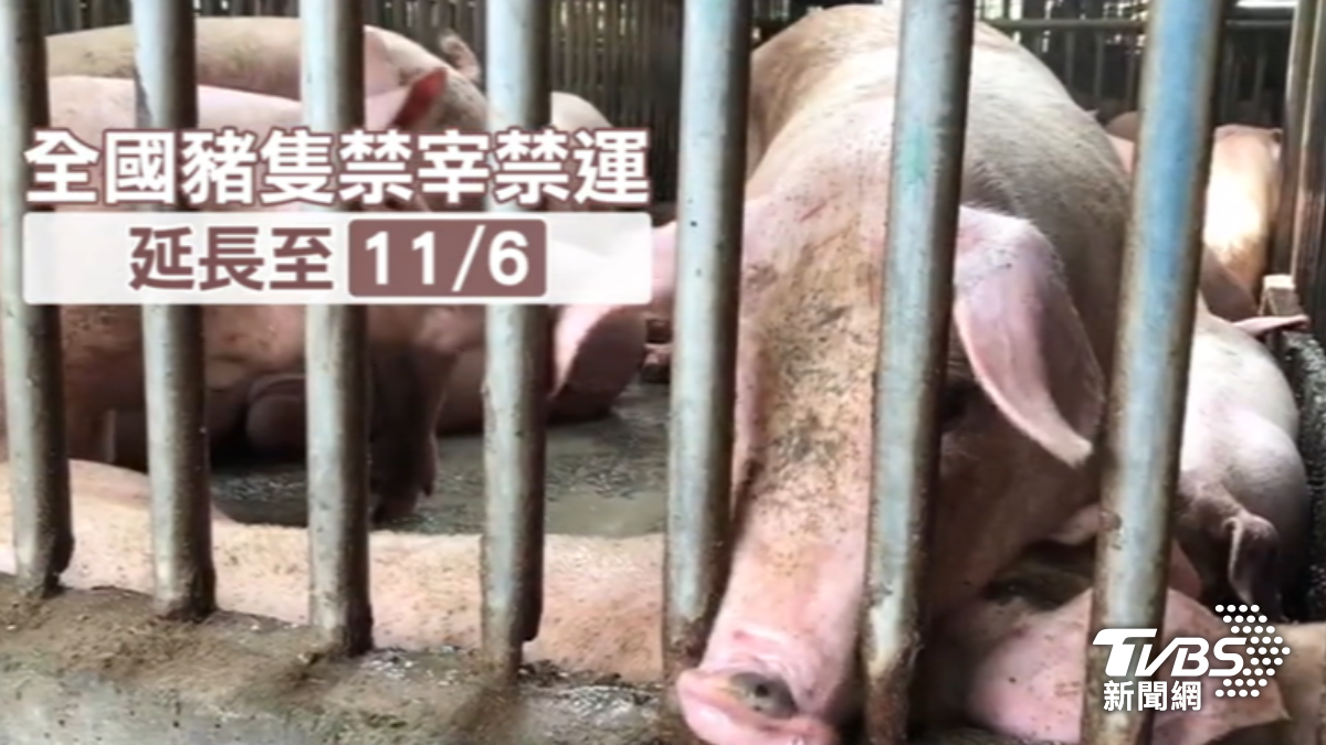 全國豬隻禁宰禁運延長到11/6。(圖/TVBS)