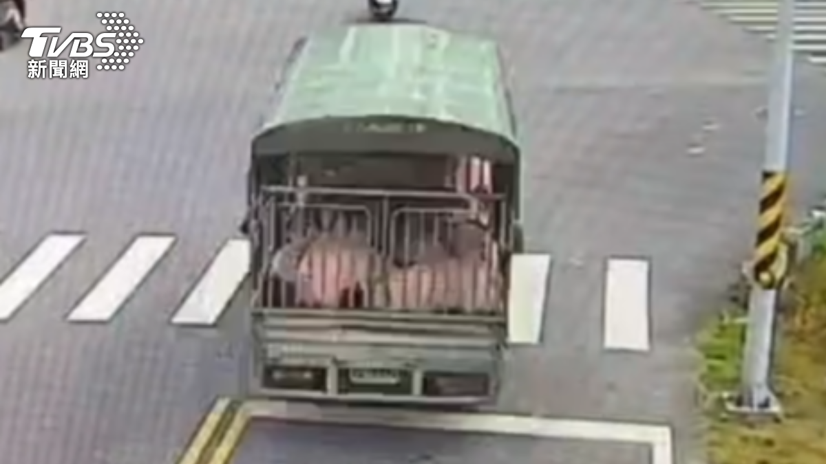 台南豬農無視「禁運禁宰」,仍載運豬隻趴趴走,遭市府重罰35萬。(圖/TVBS)
