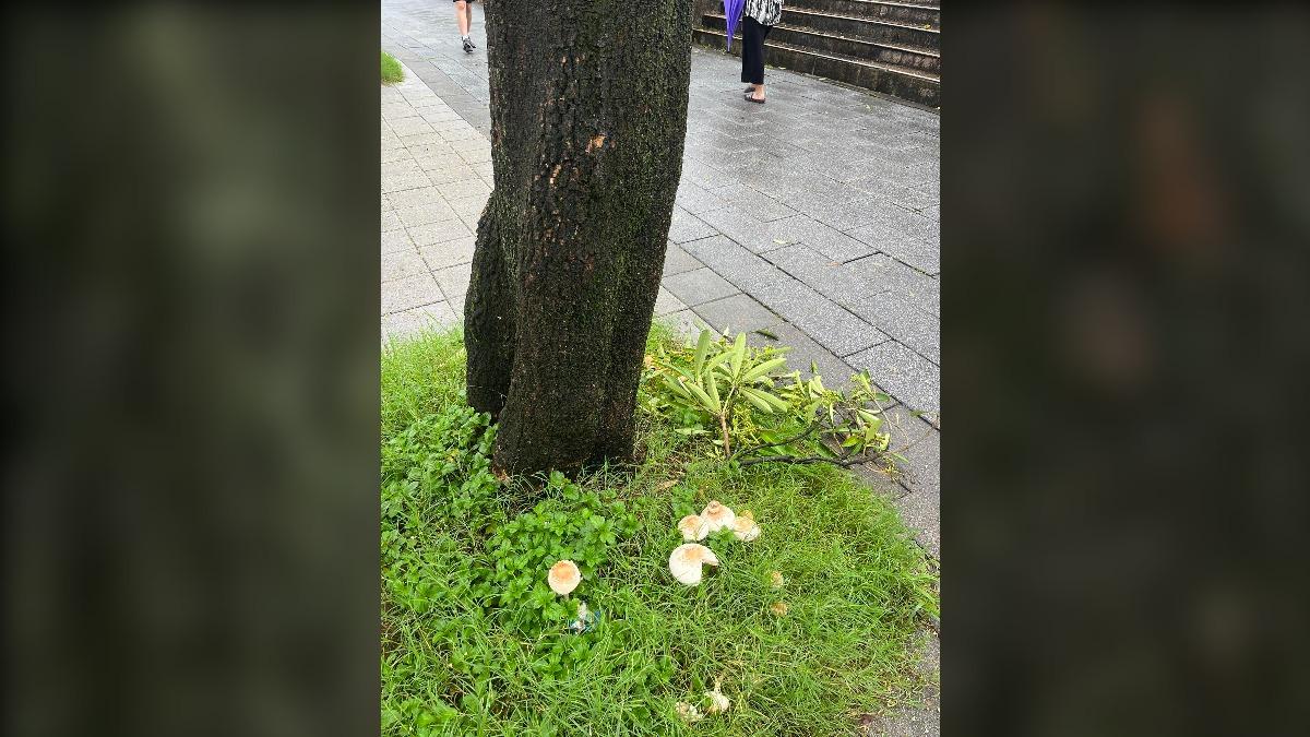 台北內湖「濕到長蘑菇」！驚奇照曝光　網笑翻：可以吃的那種嗎