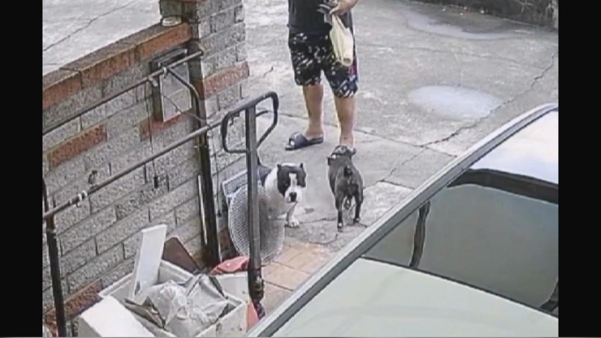 鄰居放狗便溺惹禍 男車慘遭變裝者鐵鎚砸 。(圖/民眾提供)