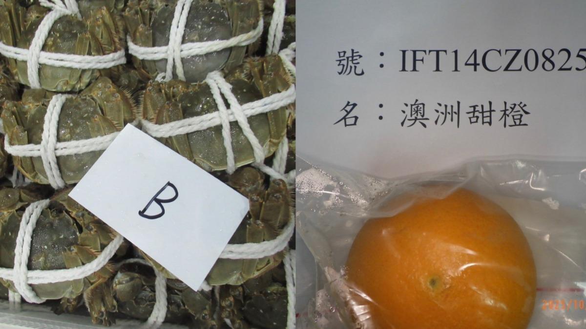 陸進口大閘蟹驗出禁藥!邊境擋下近4千公斤 好市多甜橙農藥也超標
