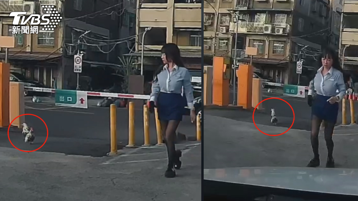 女車主在三民區一處停車場,27號準備離開時,先到繳費亭繳錢,沒想到,三隻流浪雞蓄勢待發,雙方一對到眼,公雞直接加速衝上前想要「雞」查,嚇得女車主衝回車上(圖/民眾提供)