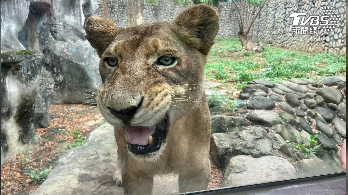 經典閉園獅吼聲成絕響　壽山動物園獅群女王「大姊」癌逝