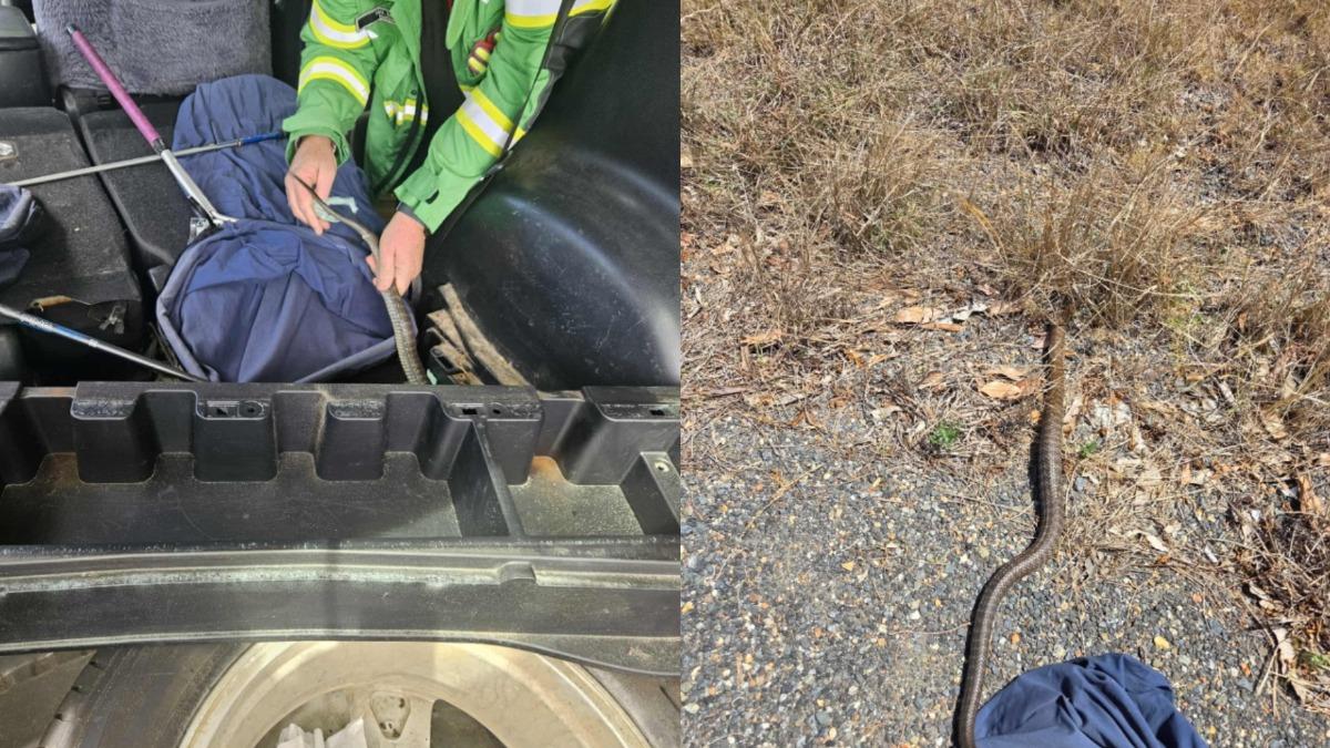 澳男坐車到一半「腳被滑過」!低頭見1.5公尺毒蛇嚇壞