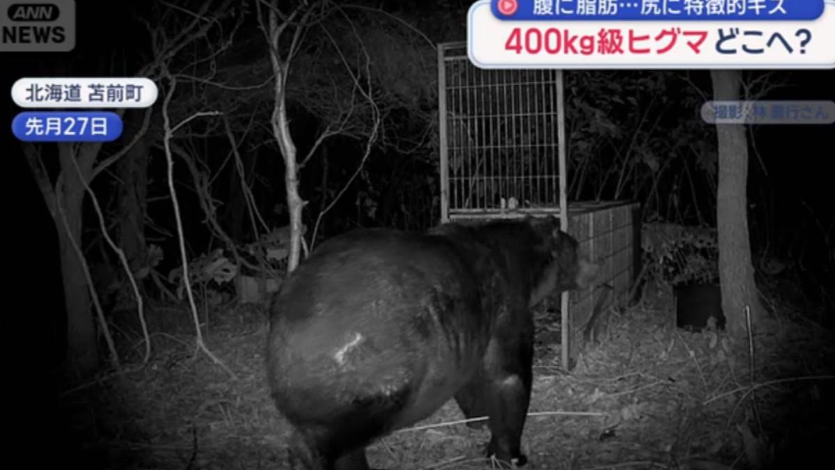 日本今年「12人遭熊襲亡」創新高　北海道400公斤巨熊出沒