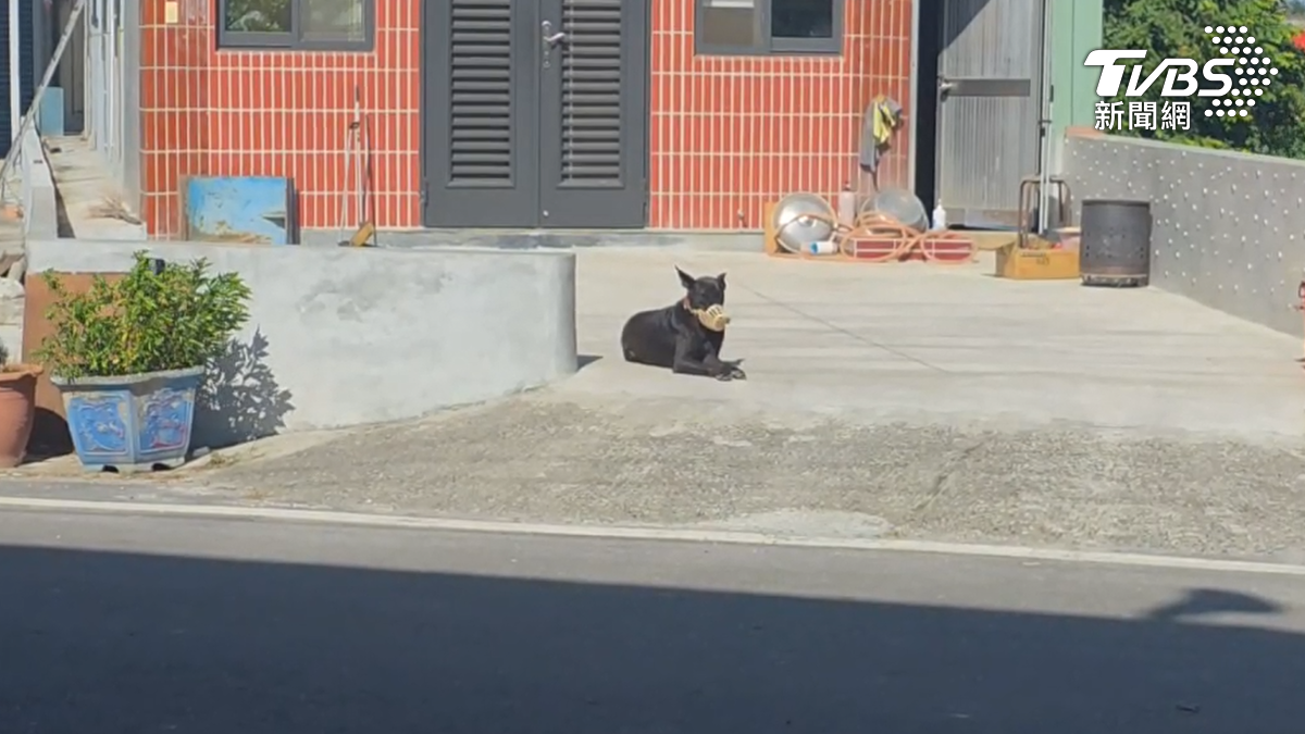 顏姓飼主解釋,讓狗自由活動是擔心繫繩過久,解開繩時狗會因興奮跳起而絆倒母親。(圖/TVBS)