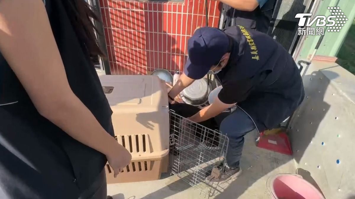 目前咬傷男童的黑狗已被動物疾病防治所帶走沒入,以確保不再有機會傷人。(圖/TVBS)