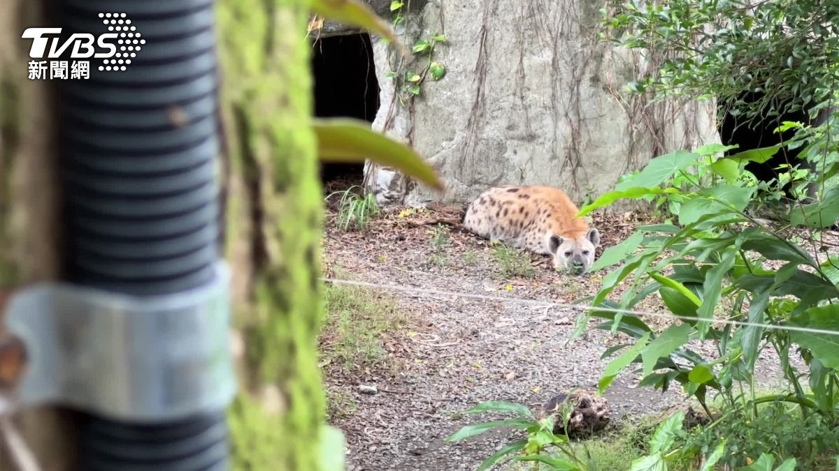 有男子在動物園亂餵食斑點鬣狗，園方表示，亂餵食已經違規，如果屢勸不聽，可以強制離園。（圖／TVBS）